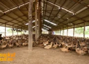 Ternak Bebek: Peluang Usaha Menjanjikan dari Halaman Belakang