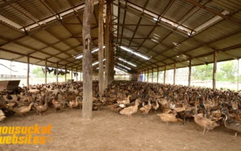 Ternak Bebek: Peluang Usaha Menjanjikan dari Halaman Belakang