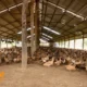 Ternak Bebek: Peluang Usaha Menjanjikan dari Halaman Belakang
