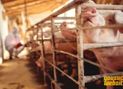 Ternak Babi: Peluang Usaha Menguntungkan dengan Perawatan Mudah