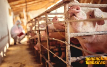 Ternak Babi: Peluang Usaha Menguntungkan dengan Perawatan Mudah