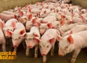 Perternakan Babi: Peluang Usaha Menjanjikan dengan Manajemen Modern