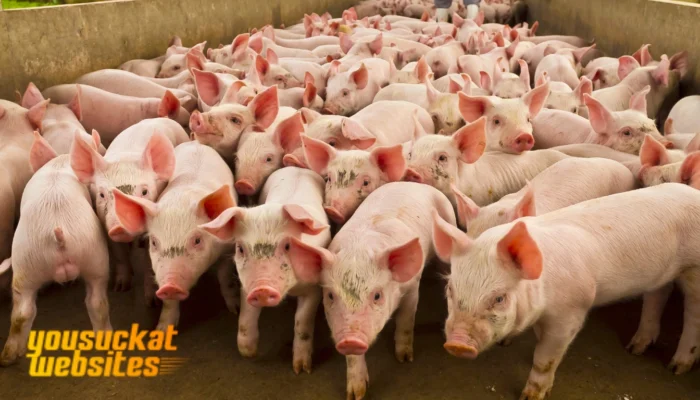 Perternakan Babi: Peluang Usaha Menjanjikan dengan Manajemen Modern