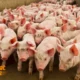 Perternakan Babi: Peluang Usaha Menjanjikan dengan Manajemen Modern