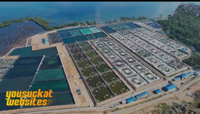 Tambak Udang: Peluang Bisnis Perikanan dengan Nilai Ekonomi Tinggi