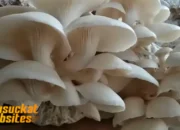 Budidaya Jamur Tiram: Peluang Usaha Menguntungkan