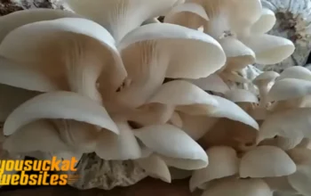 Budidaya Jamur Tiram: Peluang Usaha Menguntungkan