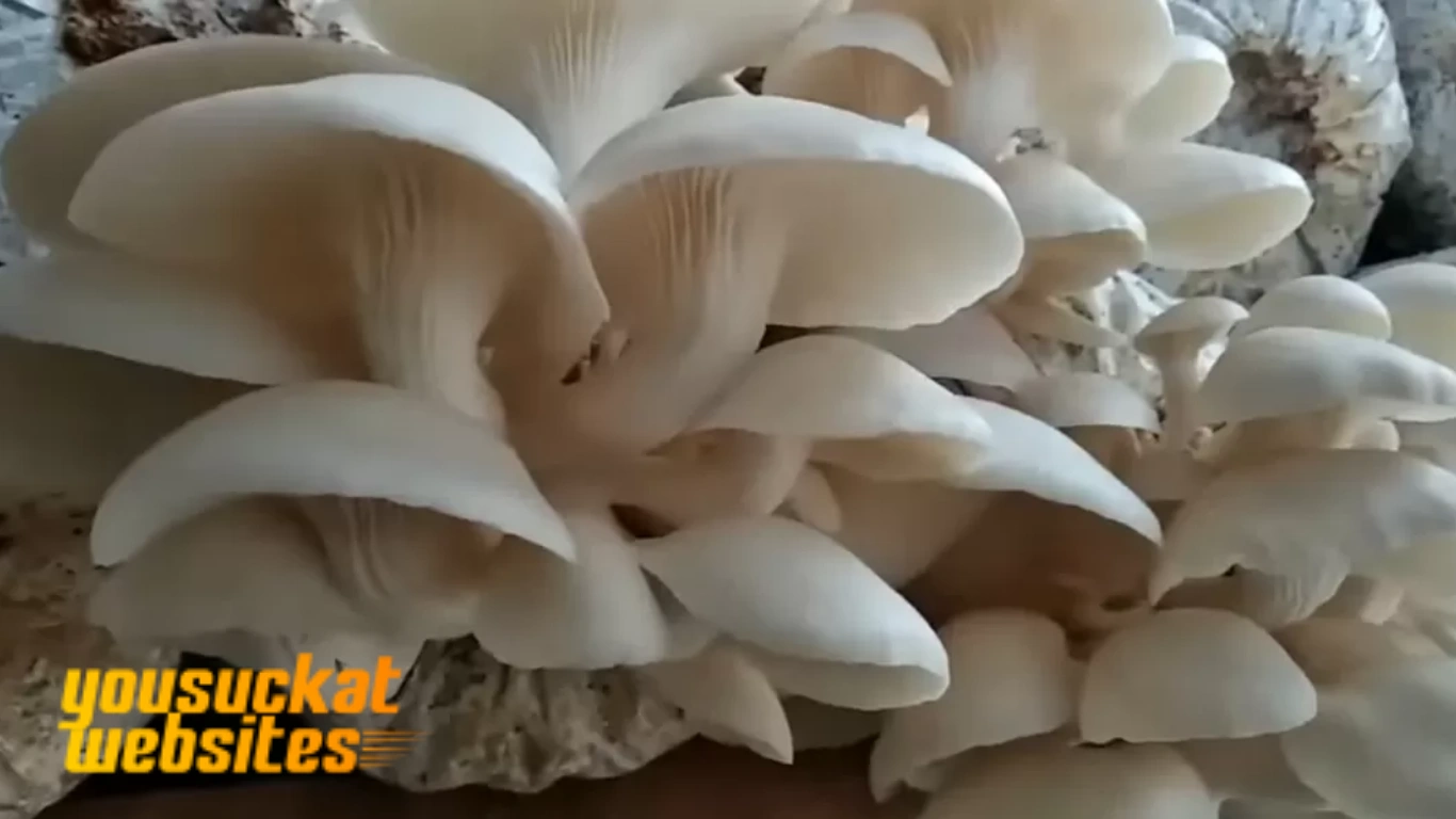 Budidaya Jamur Tiram