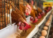 Budidaya Ayam Petelur: Panduan Lengkap untuk Pemula