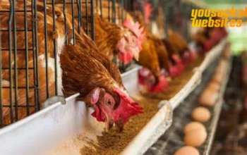 Budidaya Ayam Petelur: Panduan Lengkap untuk Pemula