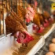 Budidaya Ayam Petelur: Panduan Lengkap untuk Pemula