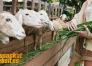 Peternakan Kambing: Peluang Usaha Ternak yang Menjanjikan