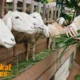 Peternakan Kambing: Peluang Usaha Ternak yang Menjanjikan