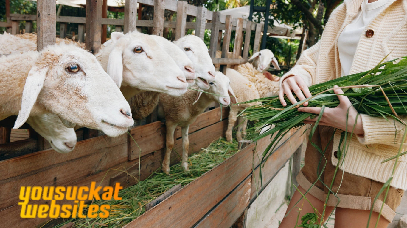 Peternakan Kambing.