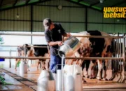 Peternakan Sapi Perah
