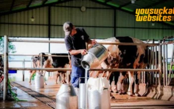 Peternakan Sapi Perah