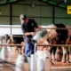 Peternakan Sapi Perah: Bisnis Potensi Keuntungan Menjanjikan